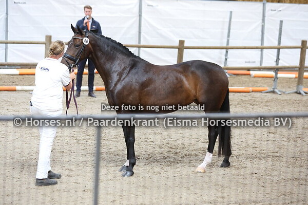 66 Kadischa's Pleasure (Dark Pleasure x Tadischa v. Don Primaire)