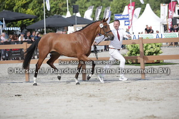 68 Ovonette (Padock du Plessis  x Ivonette v. Biscayo)