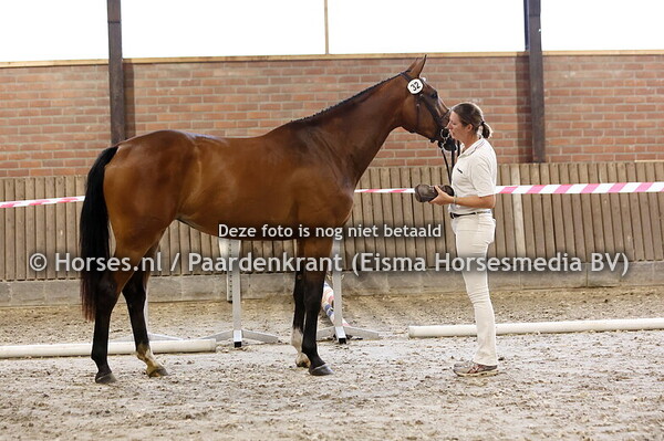 32 Electra FZ (Berlin x Dinamica v.Diamant de Semilly)