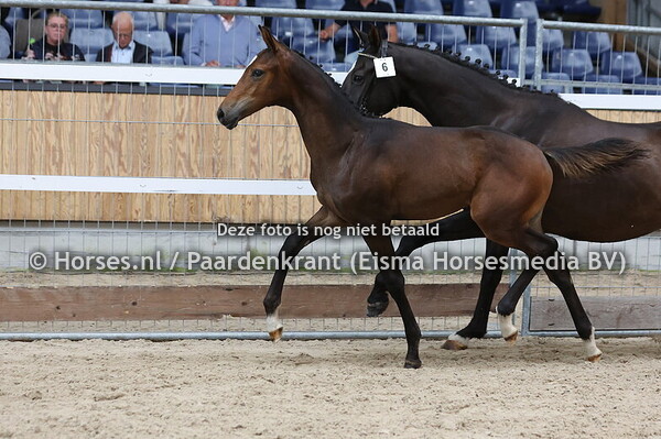 6 Valentino vd Zeijerweg (v. Luige vd Zeijerweg x Evi v. Hamlet