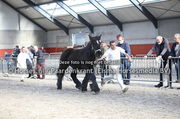 25 Emma van de Vogelenzang (Bart van Wienenhof x Mieke van de Vogelenzang)