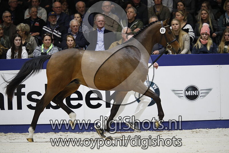 Lambourgini v. Dominator Z