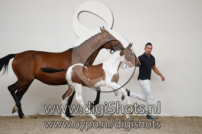 Torro van den Bisschop v. El Barone 111 Z