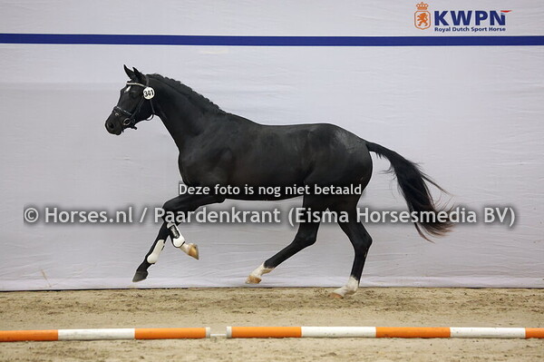 341 (Escanto PS x Sir Donnerhall)