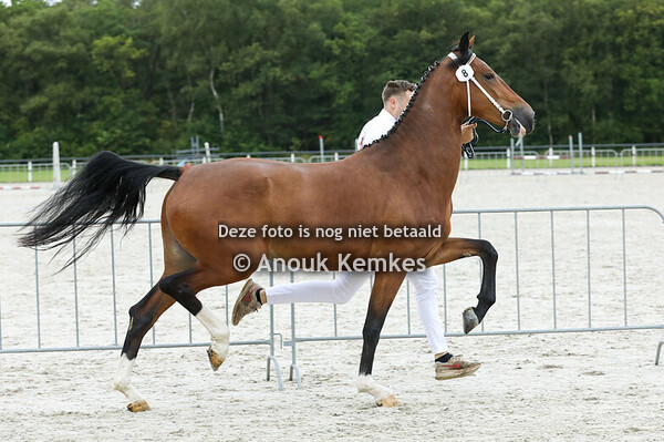 Robine NC ( Jean Pierre x Atleet ) 