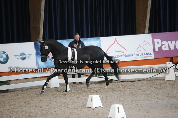 575 Dream Boy x Ampere