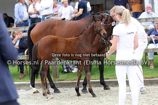 71 Viva Valena (Mauro Turfhorst x Kylena v. Governor)