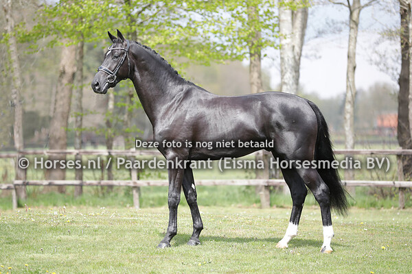 35 Nick Wimphof (Just Wimphof x Bordeaux)