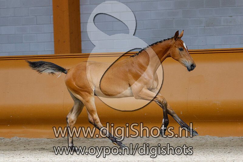 Bustilottie van Daalderhof Z v. Bustique