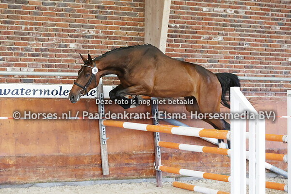 18 Saomi vd Watermolen (Carambole x Waomi v. Pythagoras)