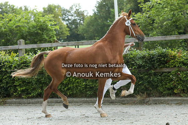 Omala ( Ulandro x Eebert )