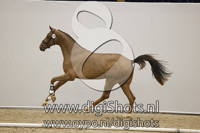 Nice Guy ES v. Quantensprung