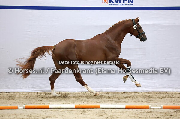 483 (Omar Sharif x Scandic)