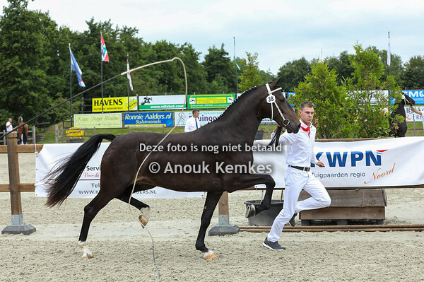 38 - Tina van de Arendshoeve ( Icellie x Eebert )