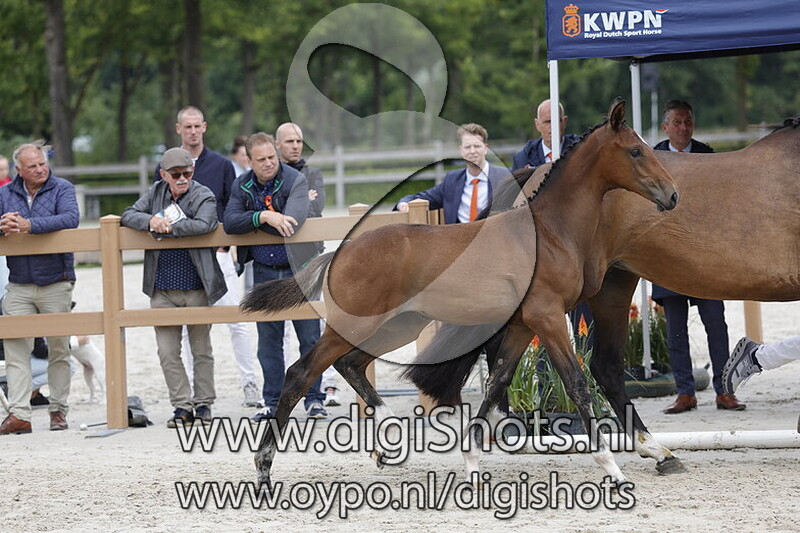 Viral van Hof Olympia v. Real Dream