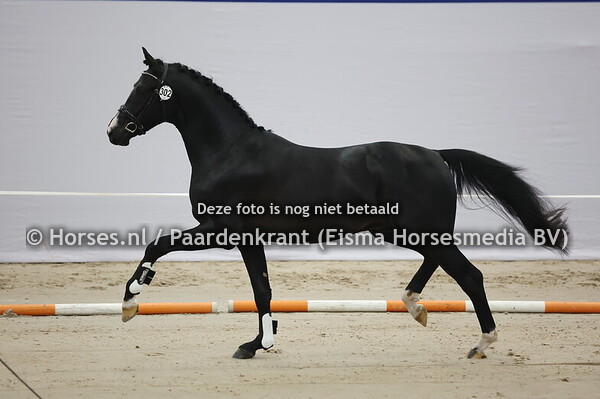 302 (Bloomberg x Kingston Blue Hors)