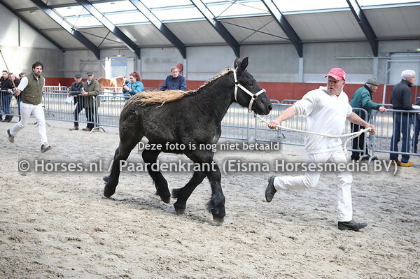 14 Nora van de Rietvenne (Buffalo van Stuyvensberg x Layla van de Bouwhoeve)