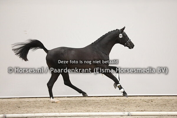 490 Indian Rock x Negro