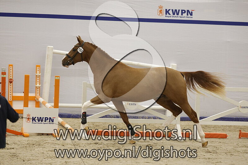 Symphograaf v. Pegase van t Ruytershof