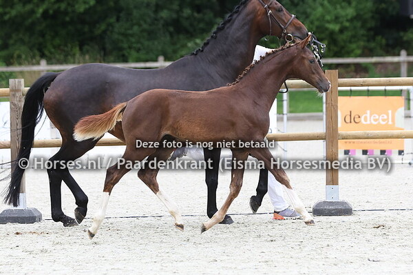 146 Vajra-Vrouwe (Pjethro x Kristalvrouwe v. de Niro)