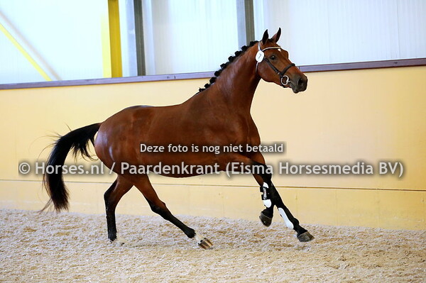 KWPN-stallenkeuring De Havikerwaard De Steeg 28-05-2021