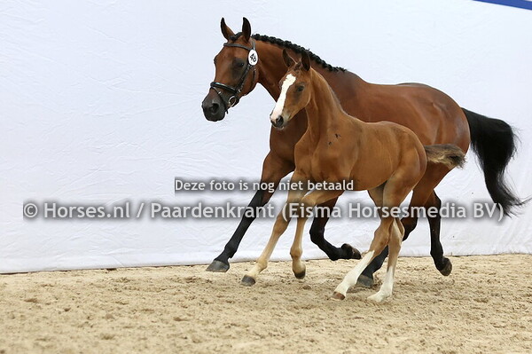 48 Veniaze (Lamaze x Fenia v. Nu8mero Uno)