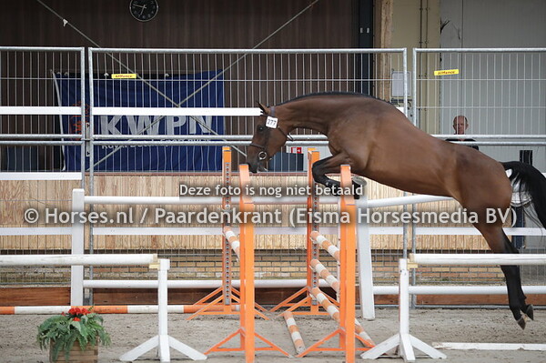 277 Mis Frieda (Chapeau TN x Frieda v. Warrant)