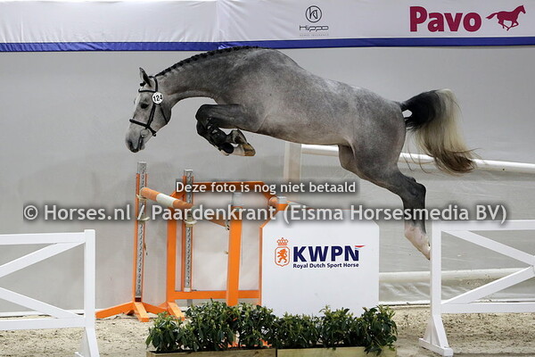 124 No Mercy vh Noddevelt  (Ibolensky x Celina v. Untoucheble)