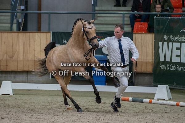 Centrale Hengstenkeuring Ermelo 2024