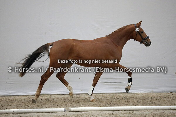 594 Oswin Royal (Rubin Royal x Zandora v. Jazz)
