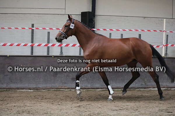 29 Lizanora (Ferdeaux x Diora v. Vivaldi)