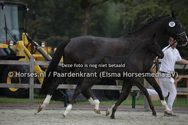 52 Pinot Noir JK (Toto's Design US x Huriaantje v. Metall)
