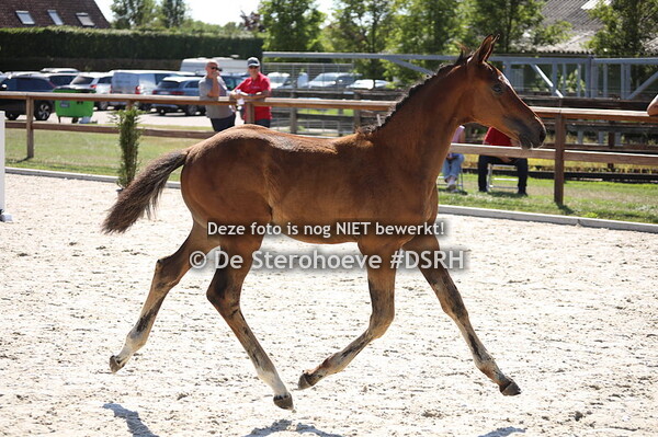 14. Mannelijke springveulens