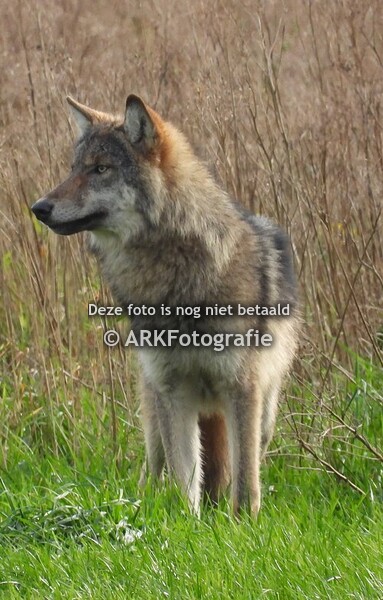 De Wolf Oude Willem November 2023