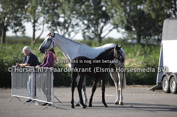 55 Ilvana (Eldorado van de Zeshoek x Airco v. Casco)