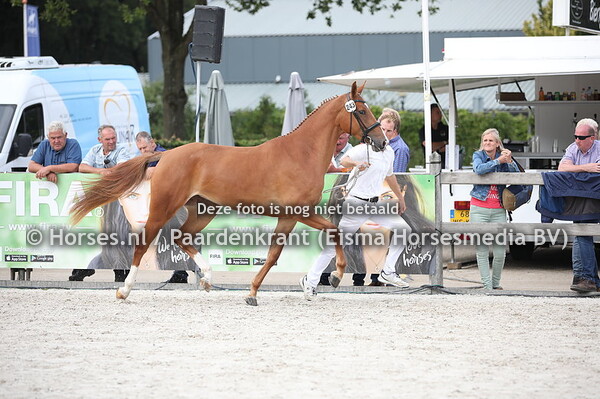 243 Ludine (Koss x Nicole v. Investment)