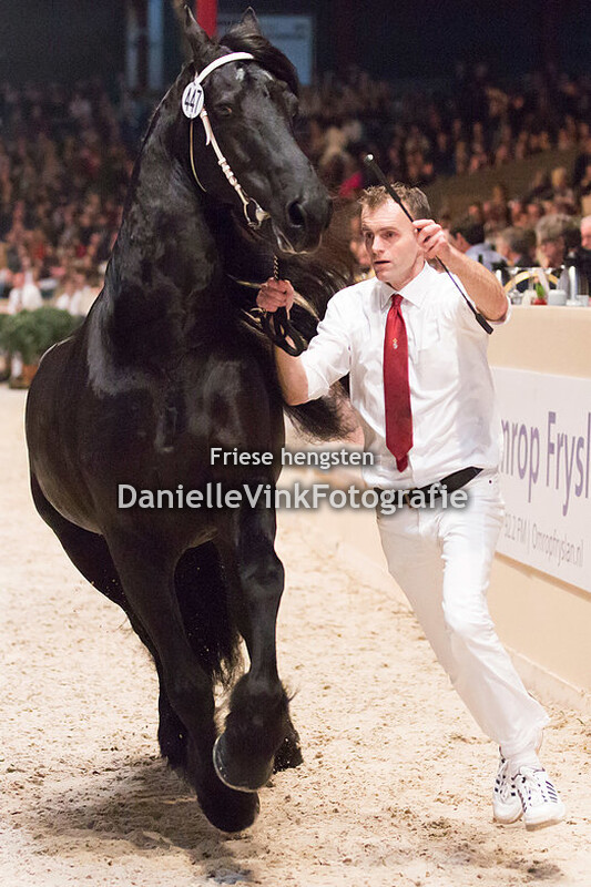 Hengstenkeuring 2018 Stendert 447