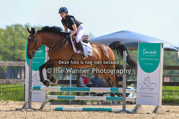 PAARDEN 60 cm t/m 90 cm