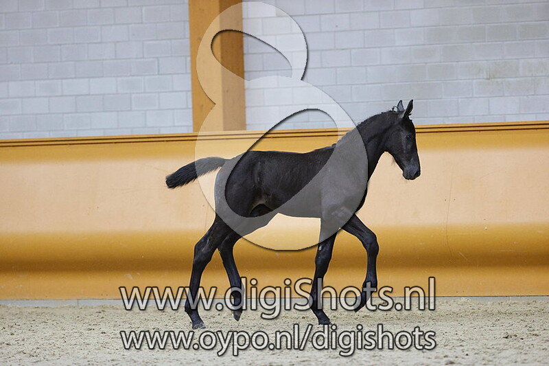 Cederique Z v. Cape Corall