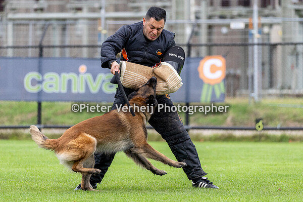 Stefanie Van Zeventer met Rangers Dream de la Rouquine
