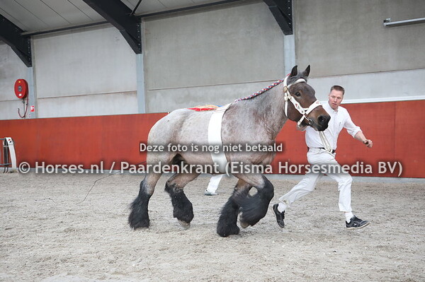60 Senne uit de Linde (Junior vant Hof ter Vaalt x Ankie uit de Linde)