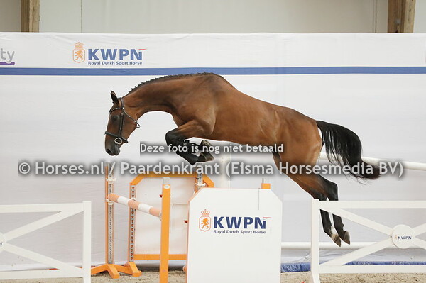 42 Prelude (Carrera VDL x Jada v. Etoulon)