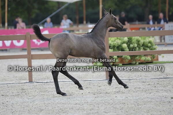 8 Silverstar W (Verdi x Nulanita v. Cornet Obolensky)