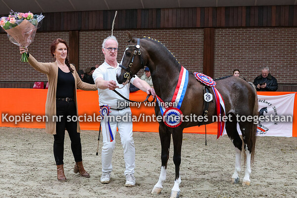hengstenkeuring van het Nederlandsch Hackney stamboek 2024