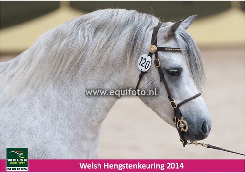 20140214_Ermelo_NWPCS_Hengstenkeuring