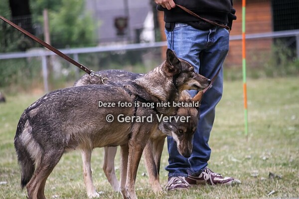 Indian dog dag Beuningen