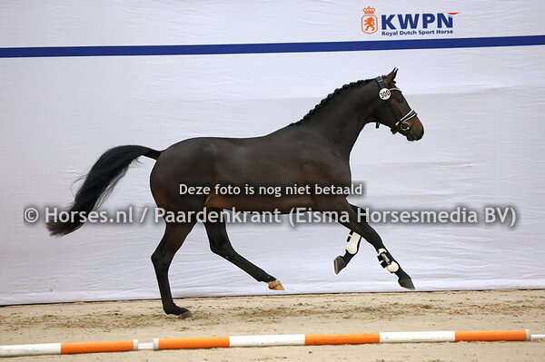 300 (Barton VDL x Farewell 111)