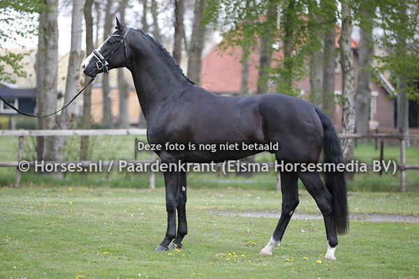 25 New Orleans  (Blue Hors Farell x Jazz)