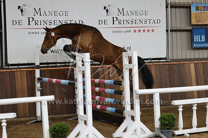 Petrol Julius Grandia