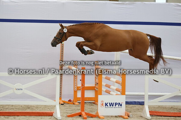 55 Sanna Maika VDL (Arezzo VDL x Jamaika v. Etoulon)